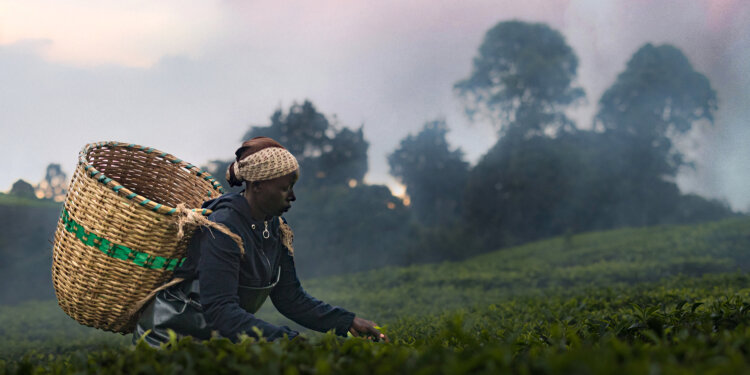 A still from Kenyan documentary Kikuyu Land which premiered at the 2026 Sundance Film Festival.